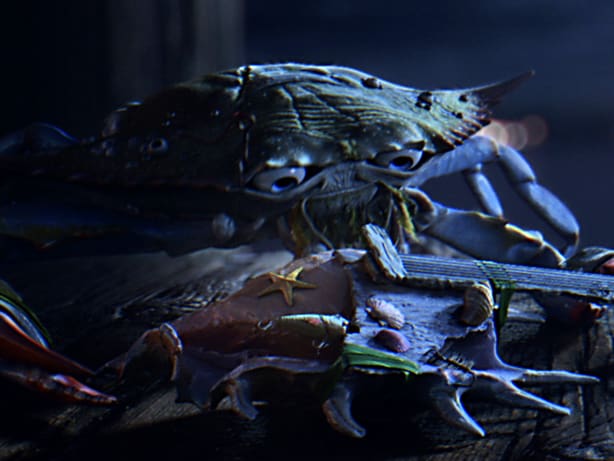 Curv Production | The Blues Crab